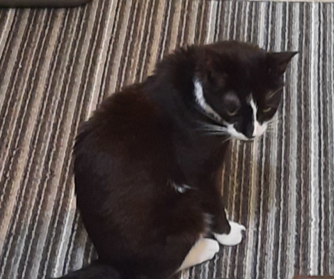 Diabetic Pets Can Have Treats Too