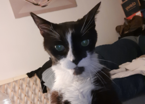 Bentley with Diabetes Showing Himself