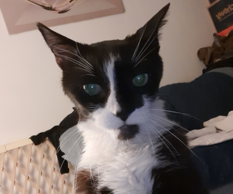 Managing Diabetes in Older Cats and Dogs: Building a Routine That Works at Home