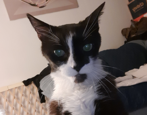 Bentley with Diabetes Showing Himself