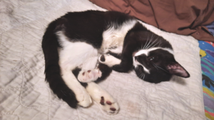 BellenPaws.com - Bentley Sleeping Again