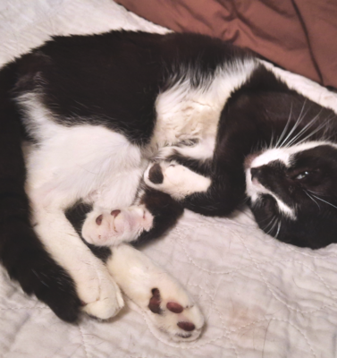 How Consistent Diabetes Tracking Helps Your Vet Help Your Pet