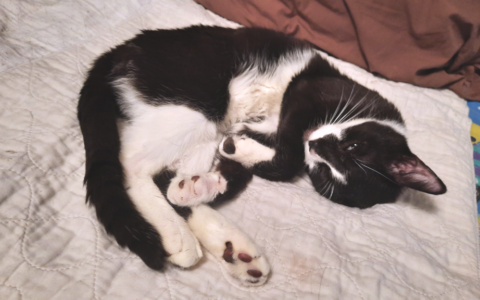 How Consistent Diabetes Tracking Helps Your Vet Help Your Pet