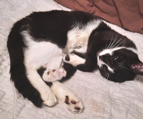 How Consistent Diabetes Tracking Helps Your Vet Help Your Pet