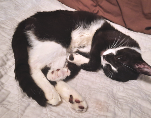 BellenPaws.com - Bentley Sleeping Again