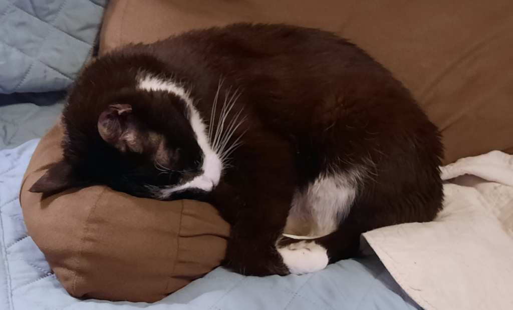 Bentley Sleeping on the Pillow