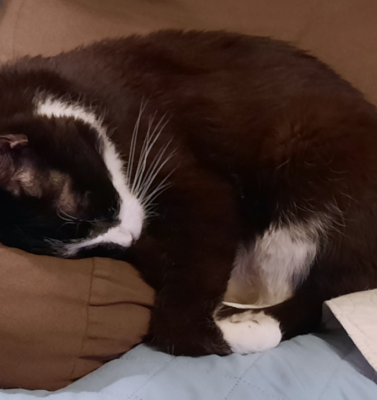 Understanding the Difference Between Feral, Stray, and Social Cats