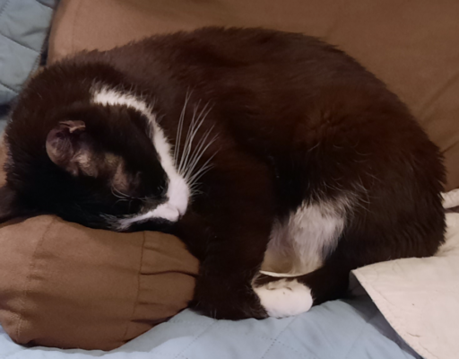 Bentley Sleeping on the Pillow