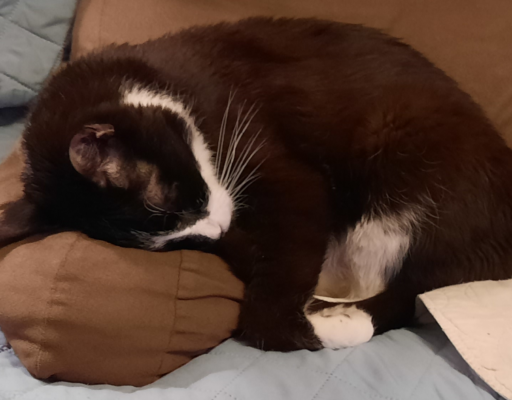 BellenPaws.com - Bentley Sleeping