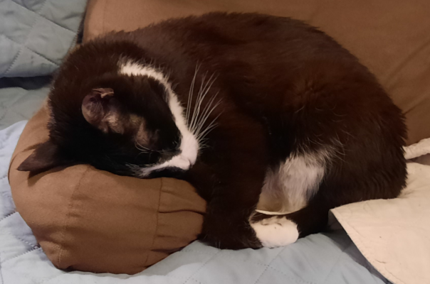 Why Stress Can Affect Blood Sugar in Diabetic Pets