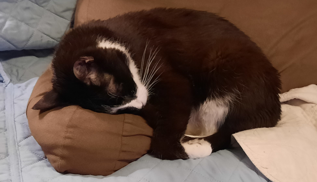 BellenPaws.com - Bentley Sleeping