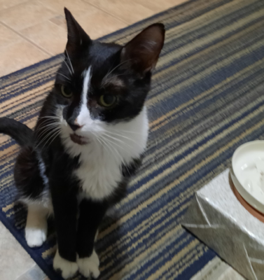 Early Warning Signs of Diabetes in Cats and Dogs Most Owners Miss