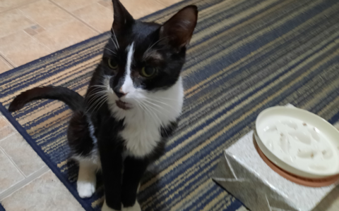 Early Warning Signs of Diabetes in Cats and Dogs Most Owners Miss