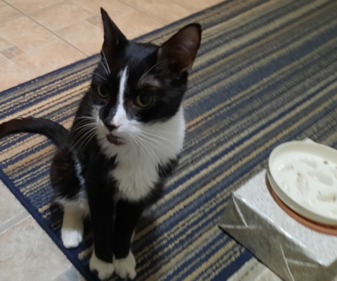 Early Warning Signs of Diabetes in Cats and Dogs Most Owners Miss