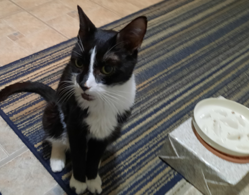 BellenPaws.com - Bentley waiting for food