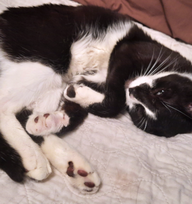 How Aging Impacts Diabetes Management in Pets