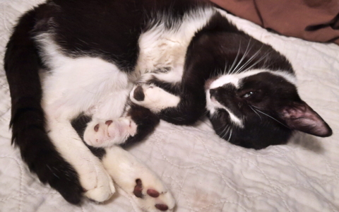 How Aging Impacts Diabetes Management in Pets