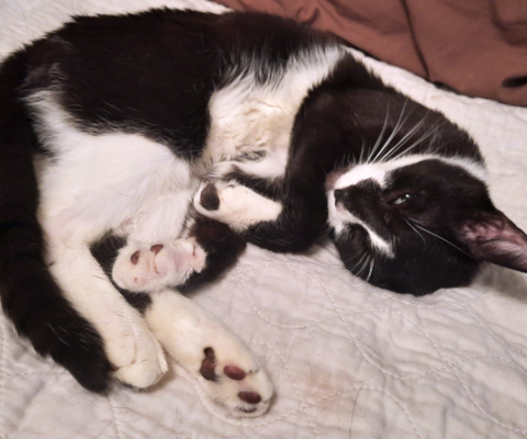 How Aging Impacts Diabetes Management in Pets