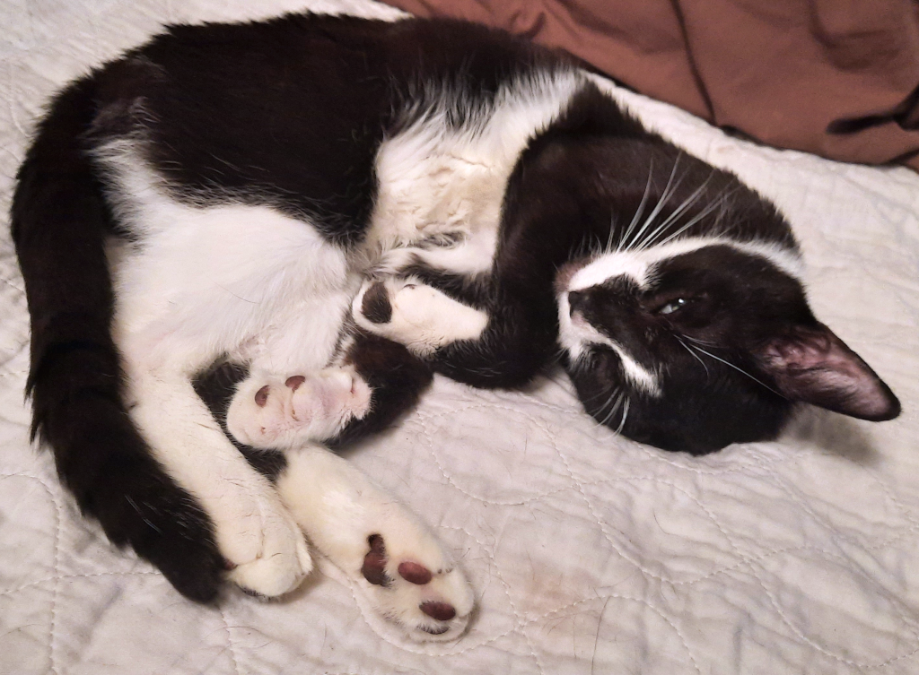 BellenPaws.com - Bentley Sleeping