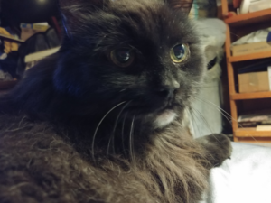 BellenPaws.com - Blackers Wondering