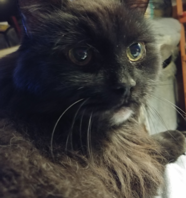 Grooming Challenges in Senior Pets and How to Handle Them Gently