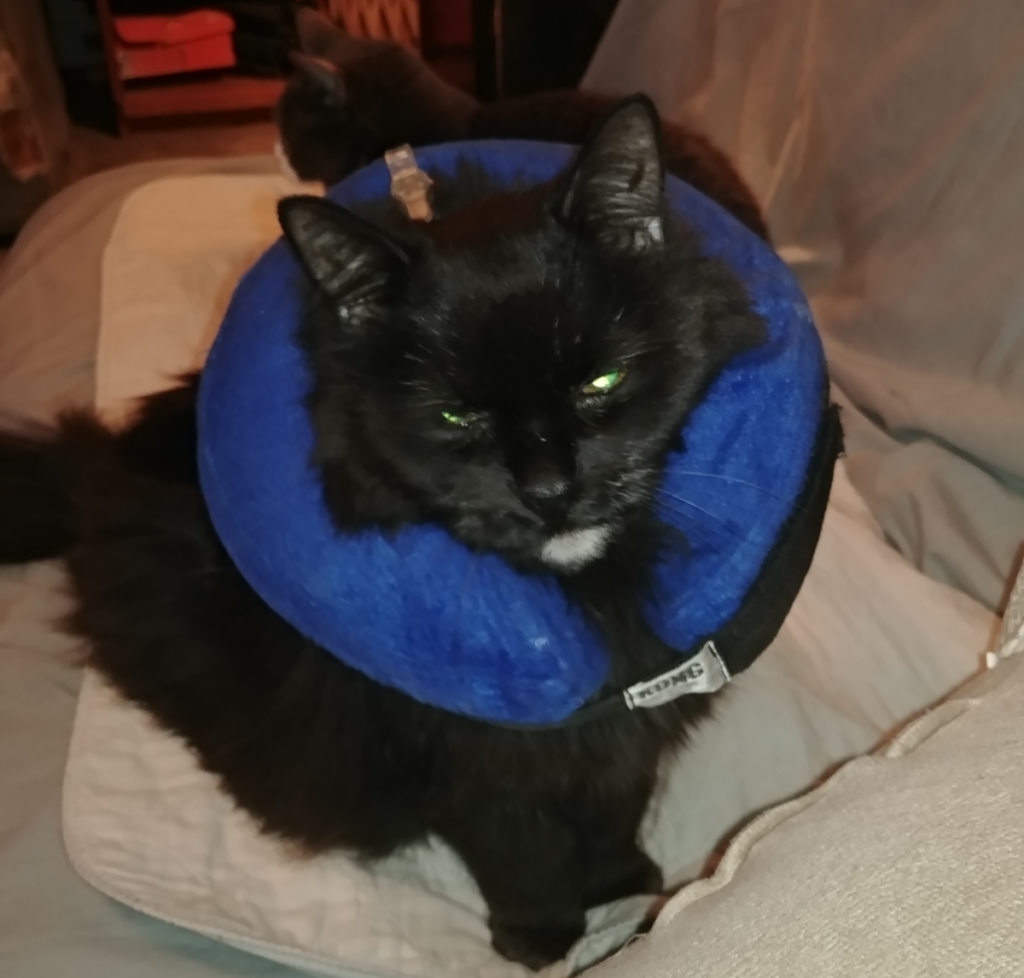 Blackie Back From the Vet