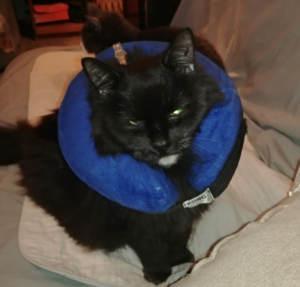 Blackie Back From the Vet
