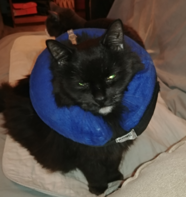 The Emotional Toll of Managing Chronic Illness in Pets