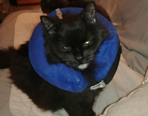 Blackie Back From the Vet
