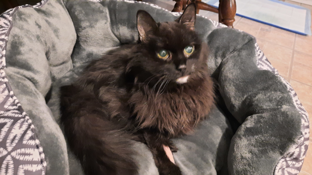Blackie in Bed