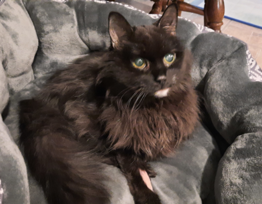 Blackie in Bed