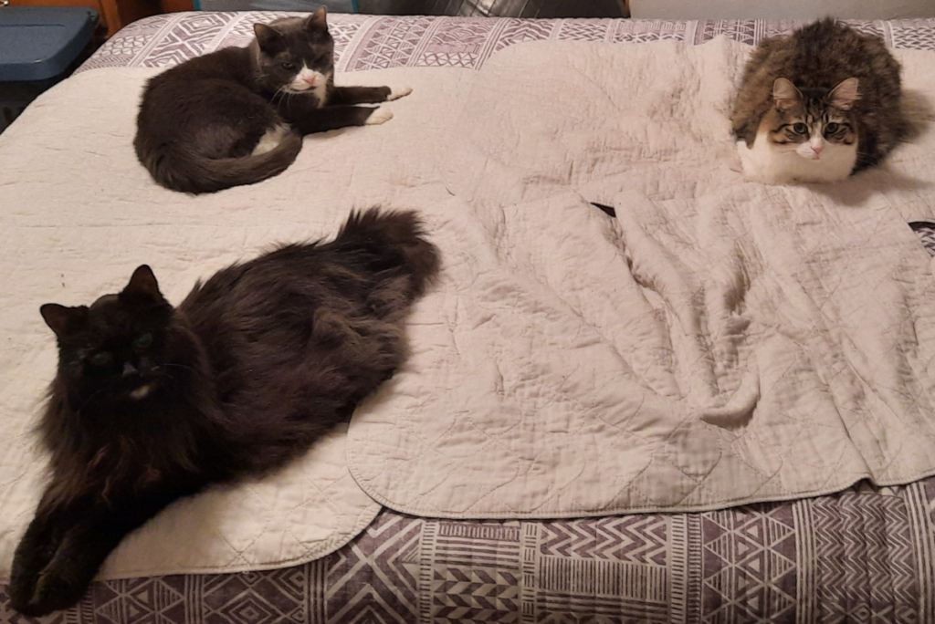 Blackie, Belle and Everly