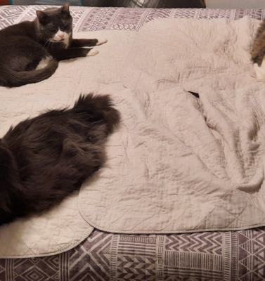 Managing Multi-Cat Households Without the Drama