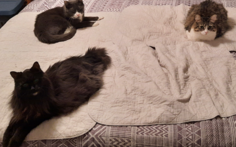 Managing Multi-Cat Households Without the Drama