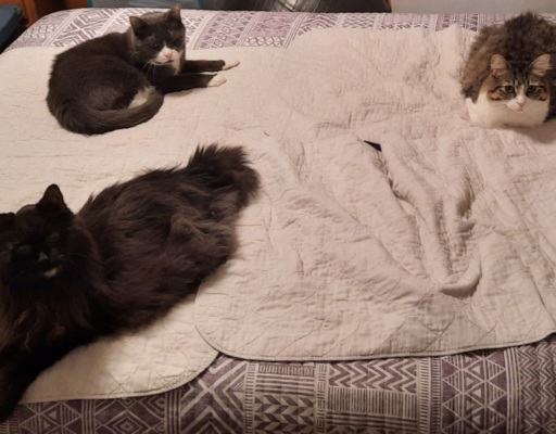 Blackie, Belle and Everly