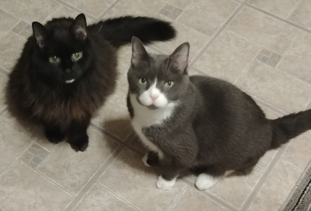 Blackie and Belle in Kitchen