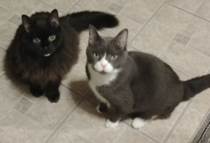 Blackie and Belle in Kitchen