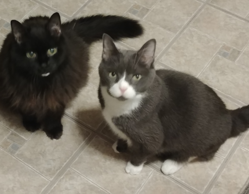 Blackie and Belle in Kitchen