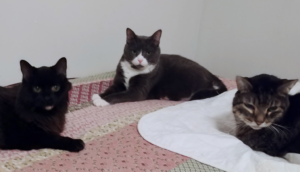 Blackie, Belle, and Zippy
