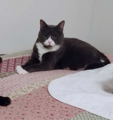 Honoring a Pet’s Life While They’re Still Here