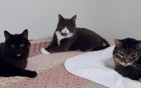 Honoring a Pet’s Life While They’re Still Here