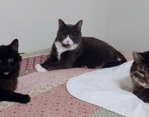 BellenPaws.com - Blackie, Belle, and Zippy