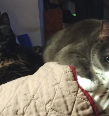 Financial Planning for Old Age: Budgeting for the Inevitable Increase in Vet Visits