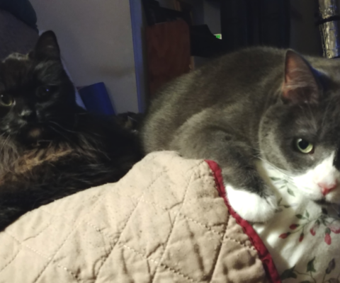 Financial Planning for Old Age: Budgeting for the Inevitable Increase in Vet Visits