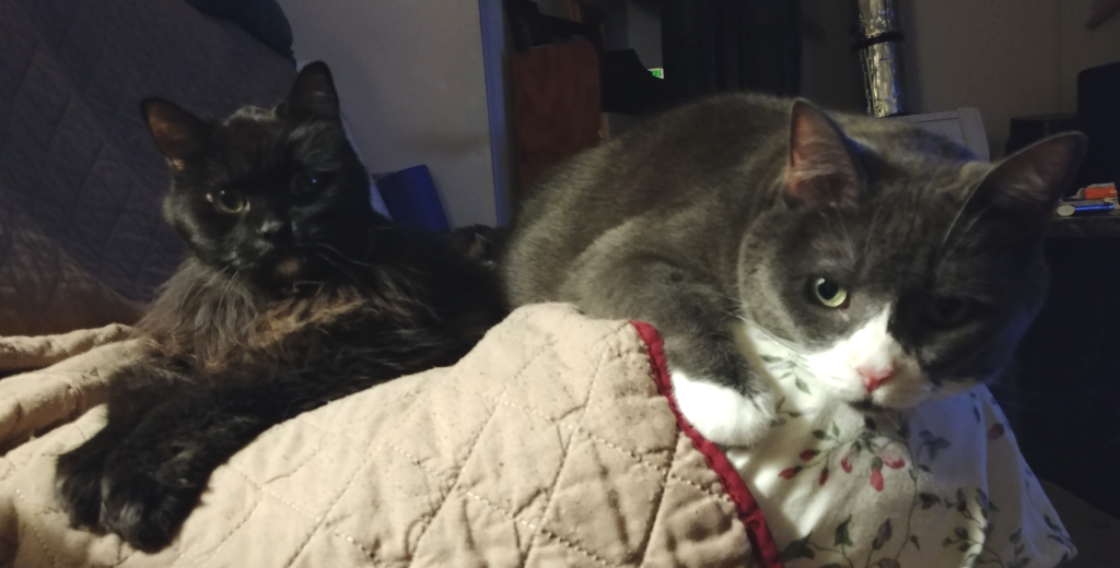 BellenPaws.com - Blackie and Belle