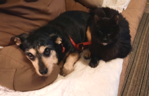 Jack and Blackie Cuddles