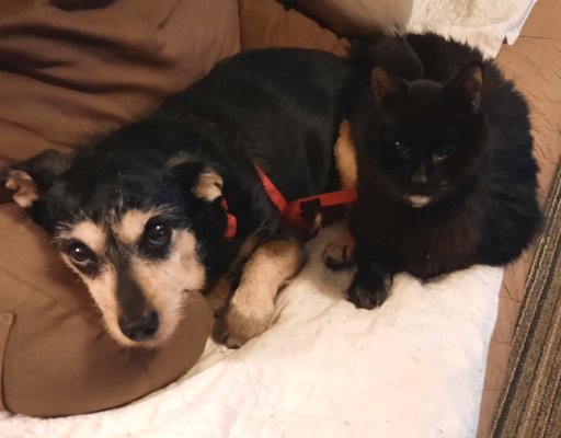 Jack and Blackie Cuddles