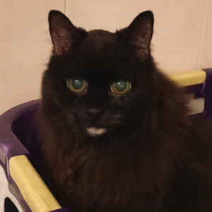 Blackie in Laundry Basket