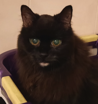 As Pets Grow Older, Love Often Grows Deeper