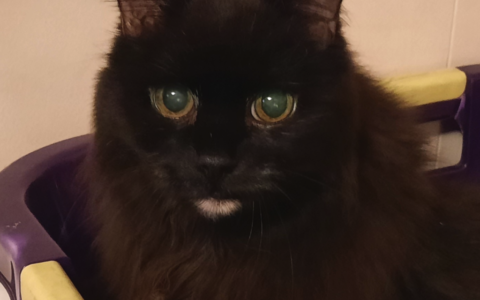 As Pets Grow Older, Love Often Grows Deeper